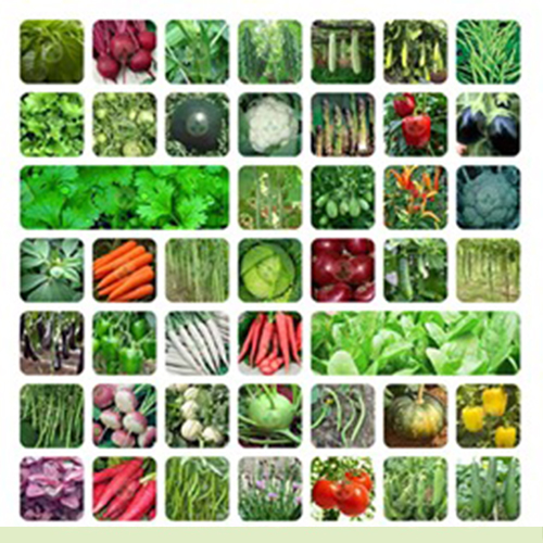 Seeds - Vegetable company